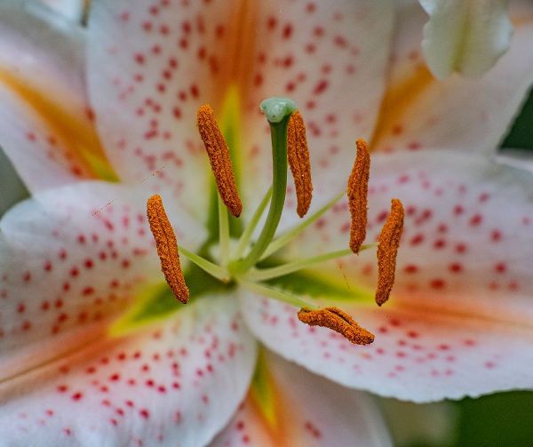Gulin, Sylvia 아티스트의 USA-Washington State-Pacific Northwest-Sammamish Oriental Lily close-up작품입니다.